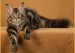 棕色赛级缅因猫图片鉴赏！宠物级缅因猫与繁育级缅因猫的区别？
