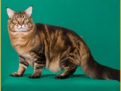 缅因猫繁育的过程中花色如何搭配?纯白缅因猫好吗?详解CFA缅因猫品种标准