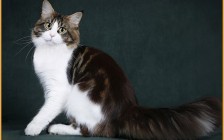 缅因猫灰白配色，用什么颜色相互交配？优秀繁育者和后院缅因猫猫舍的区别