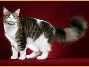 布偶猫跟缅因猫哪个好养一些?无论哪家缅因猫舍,都存在品相等级较差的猫