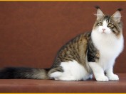 买猫找缅因猫社不是有钱就行_缅因猫嘴套窄不符合品种要求_杂交缅因猫