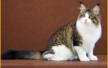 缅因猫的基因测试有哪些？缅因猫遗传病测试检查项目？英短缅因猫