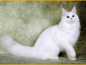 杂交缅因猫的遗传病?缅因猫鼻子干是疾病的迹象吗?