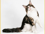 缅因猫舍猫咪图片参差不齐_缅因短毛猫似英国短毛猫、阿比猫那样是失格