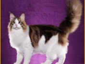 奶油色缅因猫能打吗?成都缅因猫多少钱一只?正规猫舍的巨型缅因猫价格?