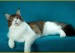 缅因猫的五种稀有颜色求回答？找几个缅因猫微信群？如何长期繁育缅因猫？
