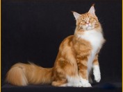 缅因猫坐下时腿有多长？上海缅因猫舍三千能买到纯种缅因猫吗？