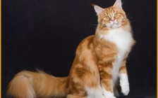 缅因猫坐下时腿有多长？上海缅因猫舍三千能买到纯种缅因猫吗？