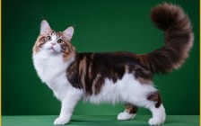 缅因猫俄罗斯血统分析？缅因猫阴影色怎么配出来的？缅因猫三个月的数据？