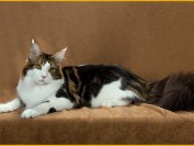 纯白异瞳缅因猫产生的原因分析?谁见过手背纹缅因猫?中国狸花猫