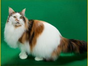 缅因猫花色太多如何鉴定?缅因猫培育研究的是达尔文的进化论