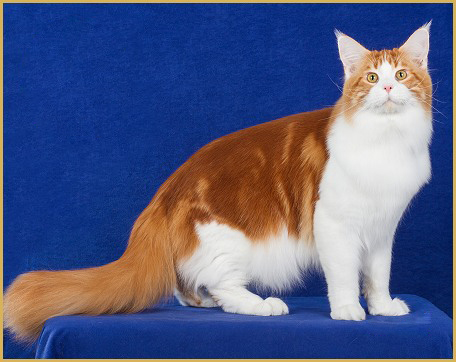 缅因猫三个月的体长大概65~70厘米，体重大概4斤
