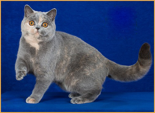 英国短毛猫的颜色非常多，英国蓝猫和俄罗斯蓝猫是二种截然不同的猫种