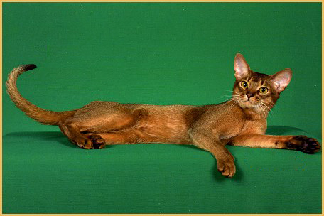 阿比尼西亚猫价格比较稳定,阿比猫看品相的主要围绕头型