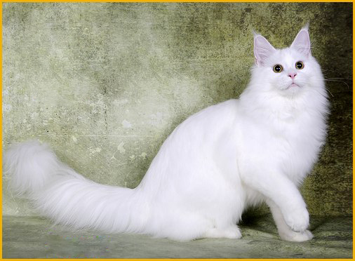 纯白色异瞳鸳鸯眼缅因猫多少钱？白色缅因猫易得什么病？
