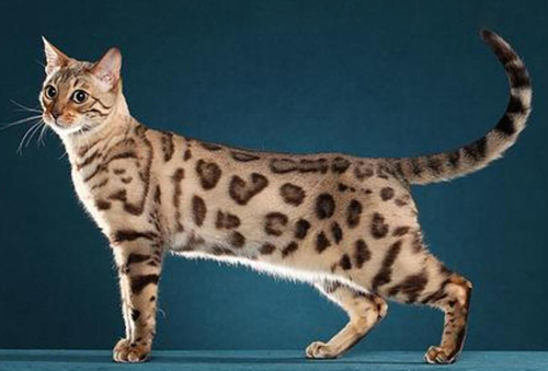 孟加拉豹猫品相详解电子书