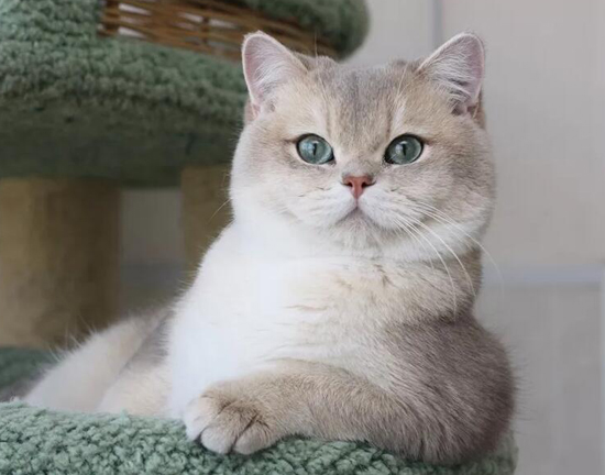 英短蓝金渐层的价格主要是要看品相 正规猫舍价格一般上万元 世界名宠俱乐部纯种猫舍