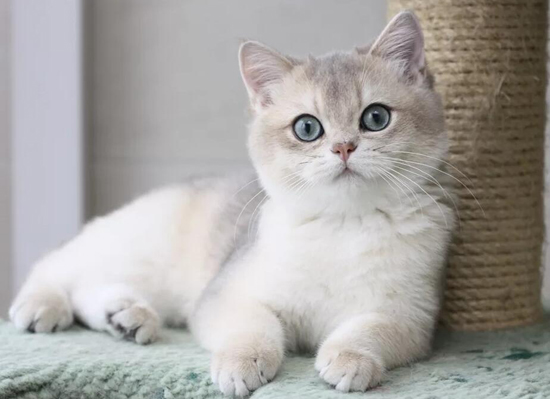 繁育英短蓝金渐层的猫舍不是很多 但蓝金渐层热度很高 世界名宠俱乐部纯种猫舍