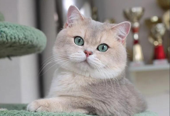 英短蓝金渐层性格大胆好奇 蓝点渐层和蓝金渐层有比较大的区别 世界名宠俱乐部纯种猫舍