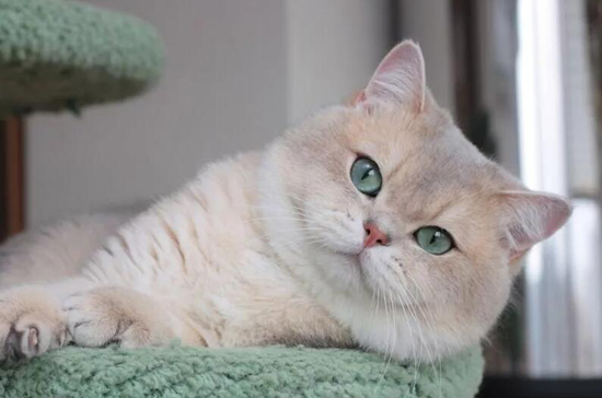 蓝金渐层颜色中的ay11 Ay12 Ay25 蓝金渐层色号区分对比表 世界名宠俱乐部纯种猫舍