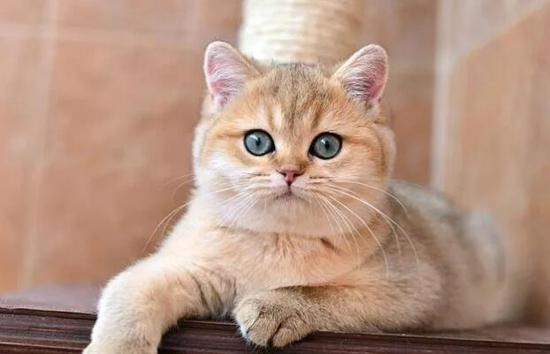 市场炒作导致金渐层猫价格贵 金渐层不是品种 是颜色的名称 世界名宠俱乐部纯种猫舍