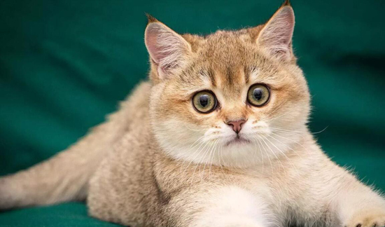 英短金渐层品相失格严重的价格低不值钱 金渐层尴尬期在3 8月龄左右 世界名宠俱乐部纯种猫舍