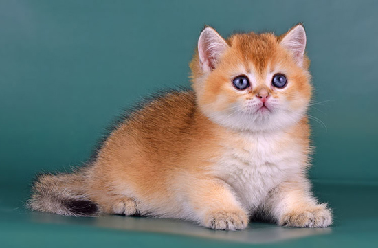 猫基底细胞瘤较为常见，暹罗猫、波斯猫的猫基底细胞瘤通常为良性u2013 世界 