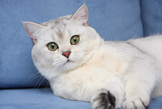 英短银渐层算不上名贵猫 价格一万多 寿命一般在13 15年 世界名宠俱乐部纯种猫舍