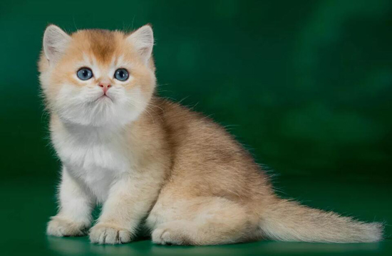 英国短毛猫的颜色可以分为6大类，金渐层中NY12最贵