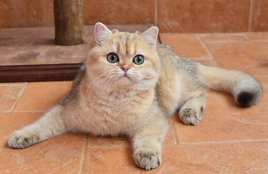猫无形体病又称为埃利希体病、猫无形体病的诊断和疗法
