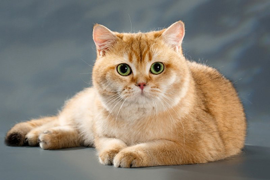 什么是猫腹水？猫腹水最常见的原因？猫腹水诊断治疗方法？