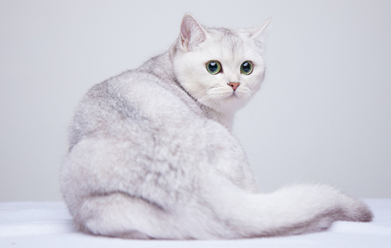 英短银渐层是英国短毛猫的一个分色，英短蓝银渐层_黑银渐层比较常见