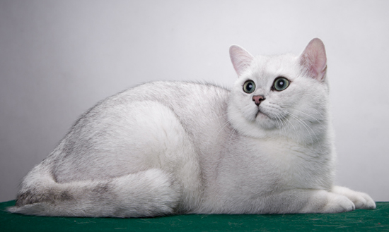 猫杯状病毒感染后最常见的临床症状,猫杯状病毒主要疗法抗生素