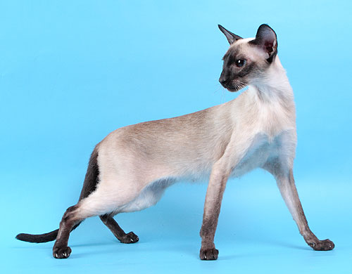 什么是猫肢端肥大症？胰岛素抗性糖尿病是猫肢端肥大症的临床症状