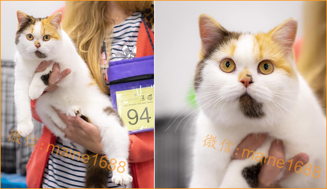 英短三花猫品相点评 三花英短品相鉴别实例详解 英短猫舍知识讲解 世界名宠俱乐部纯种猫舍