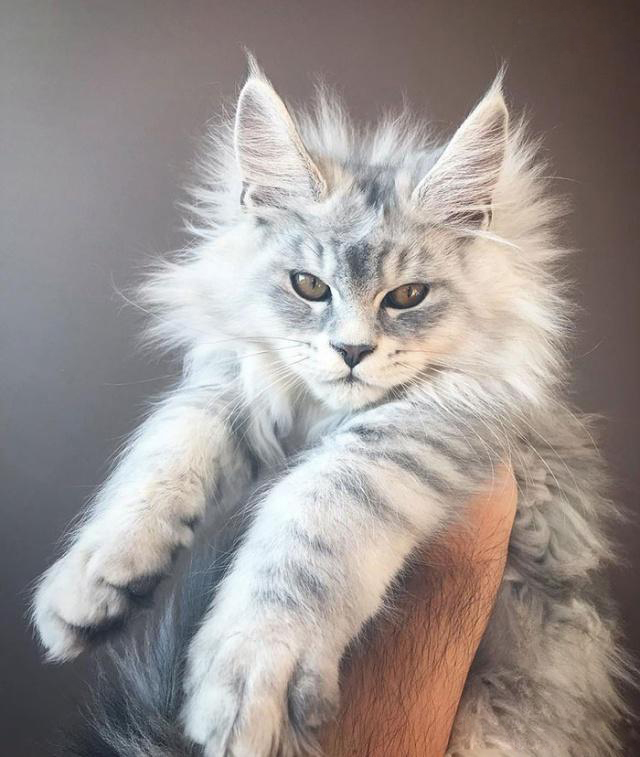一二个月的缅因猫幼崽辨别比较困难 缅因猫幼猫的挑选关键是品相评判标准 世界名宠俱乐部纯种猫舍